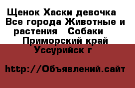 Щенок Хаски девочка - Все города Животные и растения » Собаки   . Приморский край,Уссурийск г.